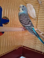 WP_000363.webp