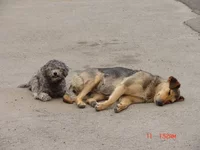 2 пса_resize.JPG