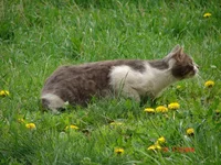  охотится_resize.webp