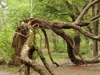  дерево_resize.webp