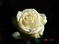  бел2_resize.webp