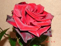  кр1_resize.webp