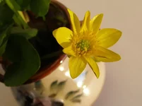 flower.webp