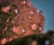 drops_01.webp