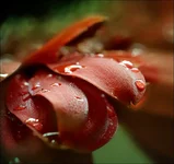 drops_02.webp