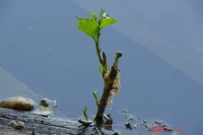 DSC00929_resize.webp