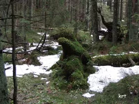 medved.webp