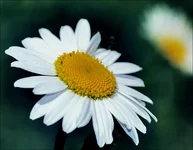romashko.webp