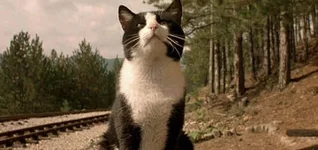 21.webp