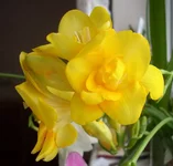 желтая махровая.webp желтая махровая.webp