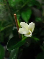 carissa 2013 2.webp