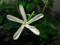carissa 2013 4.webp