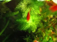  матогросский зеленый (вид сверху).webp