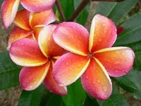 plumeria5.webp