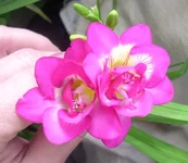 розовая махровая.webp розовая махровая.webp