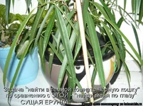 805411.webp