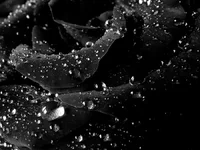 abstract-rose.webp