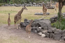 1W6B5008.webp