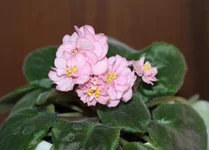 IMG_0392.webp