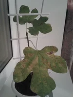 2013-03-23 20.29.03.webp