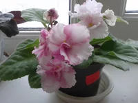 N'snow clouds.webp