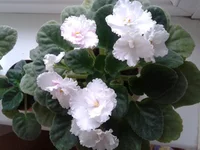 N'snow.webp