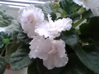N'snowcl.webp