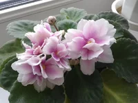 .webp