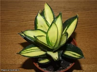 Gold Hahnii Solid Gold'.webp