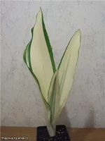 Sansevieria Guineensis Beauty Queen.webp
