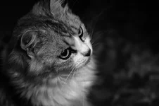 DSC00025a.webp