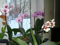DSC03609.webp
