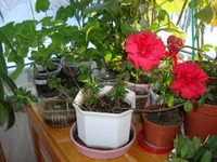DSC03610.webp