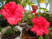 DSC03615.webp