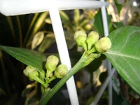 DSC03616.webp