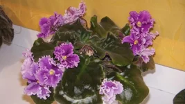 CAM_3174.webp