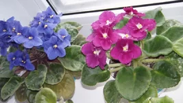CAM_4161.webp
