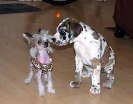 Srulya&Lalya_f15.webp