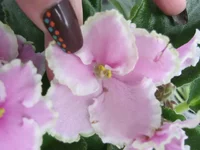 getImageгш.webp