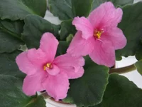 getImageдб.webp