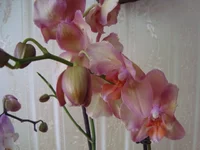 DSC03052.JPG
