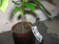 -ый + каламандин_640x480.webp