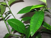 -ый+кумкват1 увелич.фото листа_640x480.webp