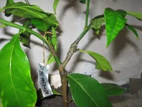 -ый+кумкват1 увелич.фото_640x480.webp