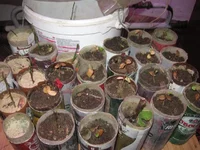 24 марта 2013 з-сад муррайя погибает 001_640x480.webp