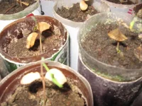 24 марта 2013 з-сад муррайя погибает 002_640x480.webp