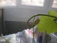 2013-04-01 11.11.04.webp
