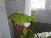 2013-04-01 11.11.11.webp