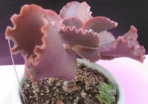 Echeveria cv. 'Ballerina'.JPG