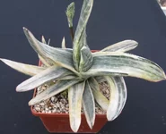 Gasteria disticha cv.Albovariegata.JPG